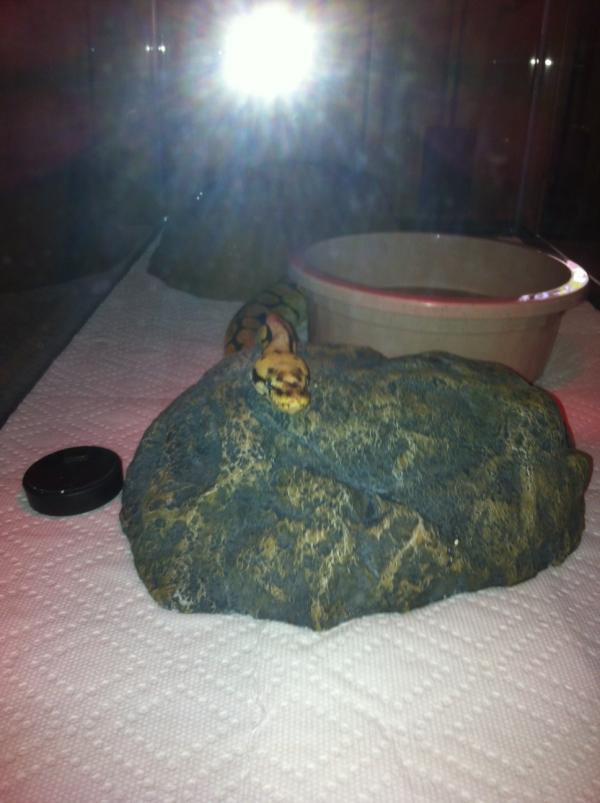 jstodder's tweet image. Sam's just chillin :o)