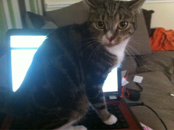 RealLifeCat tweet picture