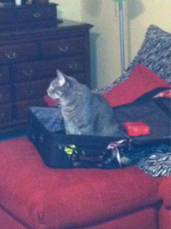 ChloeMonroe3_'s tweet photo. Taking a casual sit in the suitcase http://t.co/TAAM5mOH