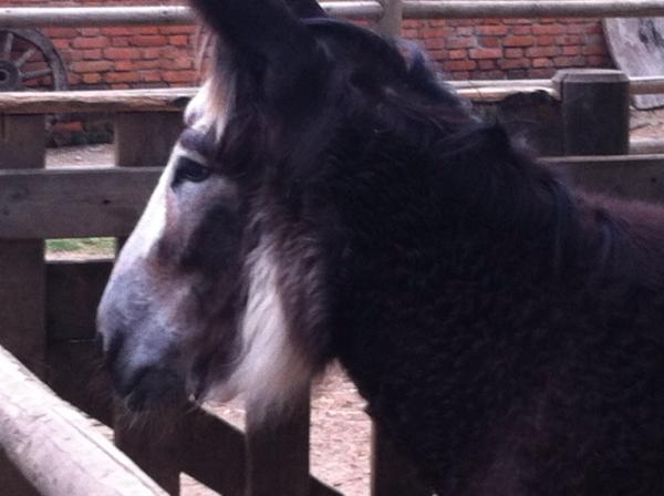 mirko paderno (@chefmirko) on Twitter photo 