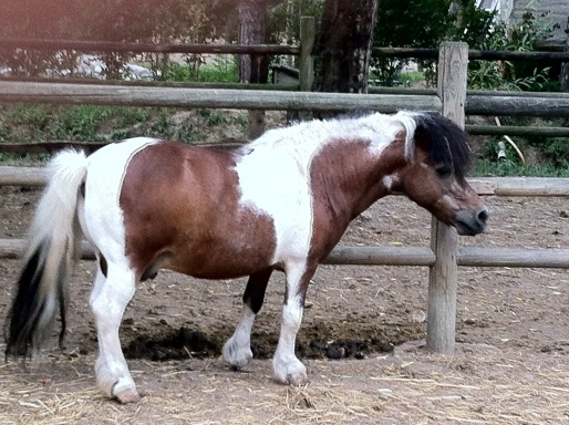 mirko paderno (@chefmirko) on Twitter photo 