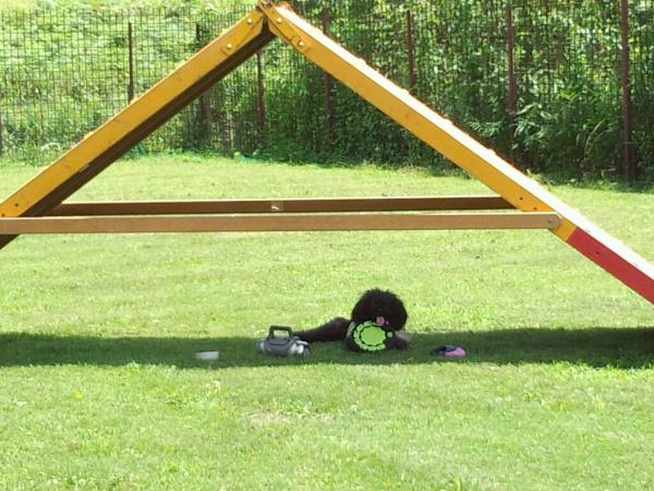 adogcojp's tweet photo. 京都の清水ドッグスクール行ってきたー♪めっちゃ！夏日で日陰で休憩(^｡^;)アイシャはアジリティーお茶の子さいさい～(^_^)v http://t.co/pdUZEyy4