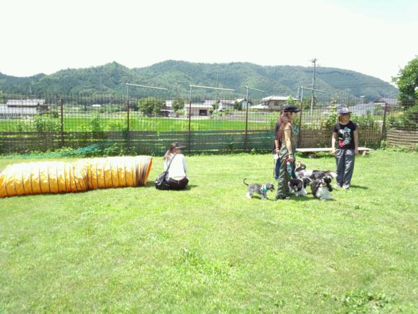 adogcojp's tweet photo. トンネルで皆つまづくねんなー(^o^;でも皆出来るようになったよ(^_^)v http://t.co/yOK0yoXM