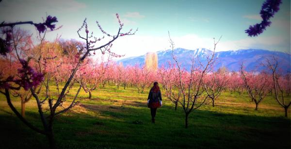 Callpilot's tweet image. 