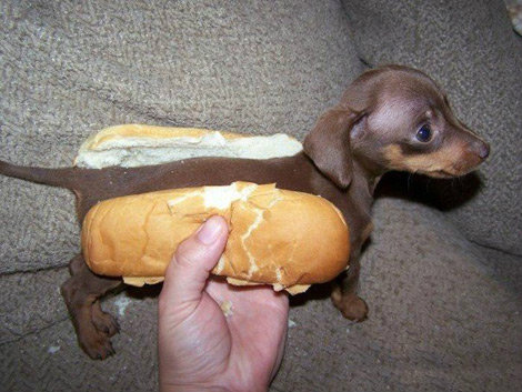 funny_pict's tweet photo. Hot Dog http://t.co/feoDzFNZ