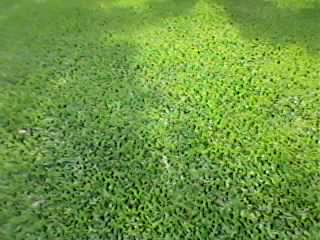 _landscape's tweet image. Gambar Rumput gajah mini :