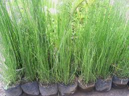 _landscape's tweet image. Bambu air (Equisetum hyemale) :