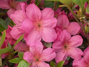_landscape's tweet image. gambar Azalea 'Holland'  / asalia holan :