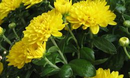 _landscape's tweet image. Chrysanthemum (Bunga Krisan) :