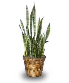 _landscape's tweet image. Snake Plants or Mother in laws Tangue / lidah mertua. (Sansevieria trifasciata) :