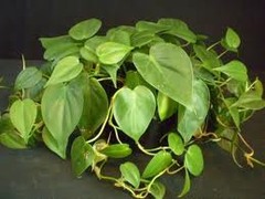 _landscape's tweet image. Heart leaf Philodendron. :