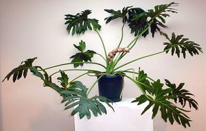 _landscape's tweet image. gambar fiddle‑leaf‑philodendron :
