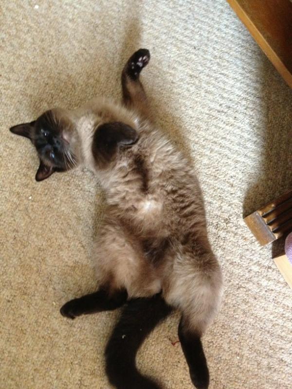 QueenMushy's tweet photo. I'm setting a new trend....doing the thriller dance on your back! http://t.co/lUEOqhe4