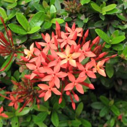 _landscape's tweet image. gambar soka jepang :