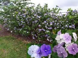 _landscape's tweet image. gbr erpah / lantana :