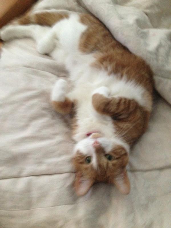 Highschoolguurl's tweet photo. @ohsoaveragegirl kitty💗 http://t.co/JbDY3a8V