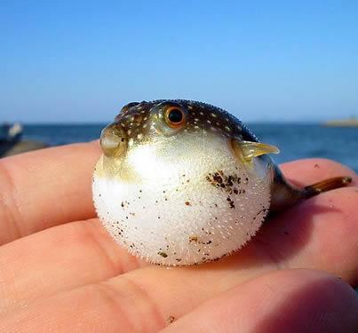 BoatNow's tweet image. Baby puffers followed very closely by the big yellow fins.. tight lines boating friends...