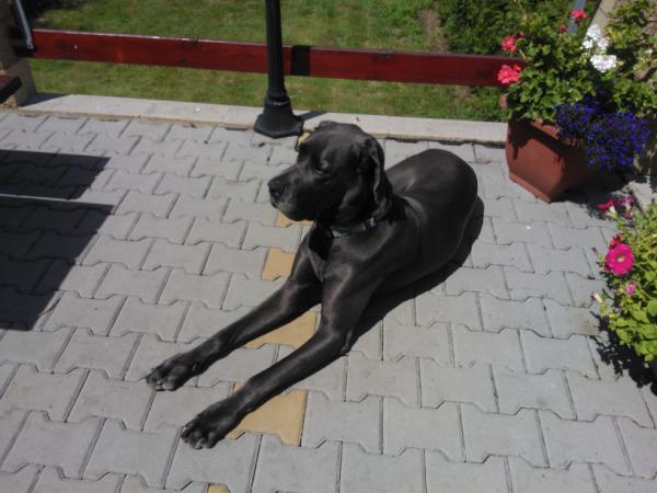 dodo_nabjeracka's tweet image. Tak tohodle drobecka jsme potkali na bruslich... Jmenuje se Agata a je to takovy mensi ponik :D #objev