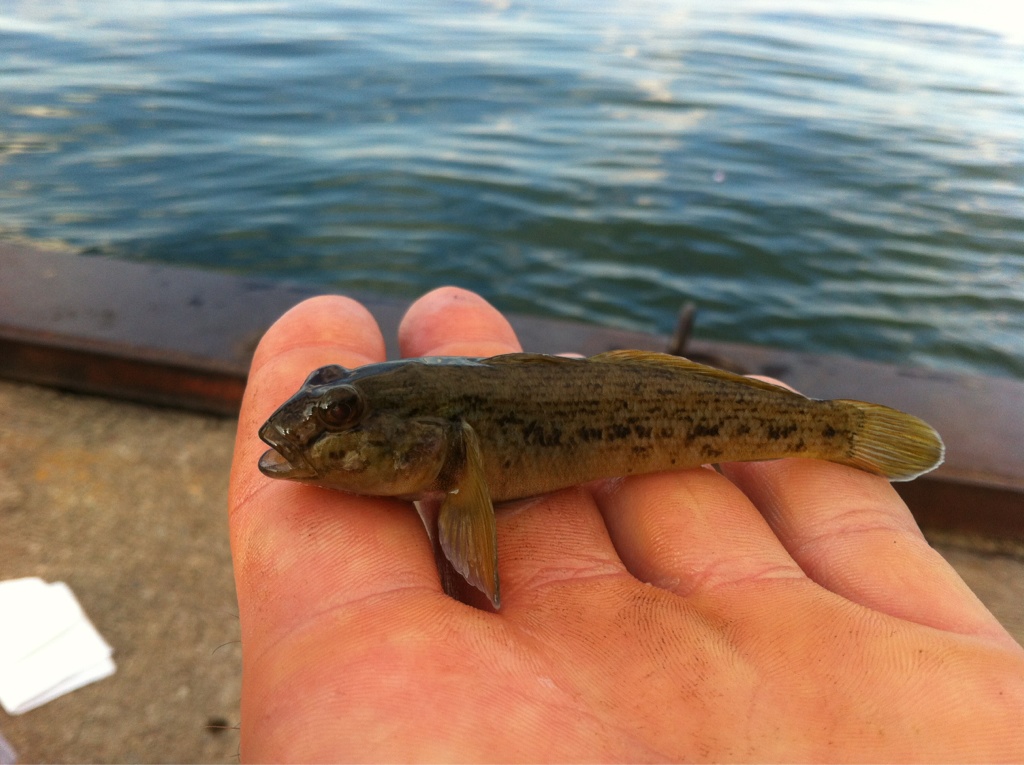 BaitandTackle411.com on Twitter: "#fishing My son caught 2 Round Gobies