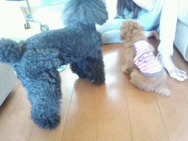 adogcojp's tweet photo. たこ焼きボーイの二匹めの弟♪クレム君！小さくてアイシャがまるで怪獣(ﾟoﾟ; http://t.co/1KVr5OpW