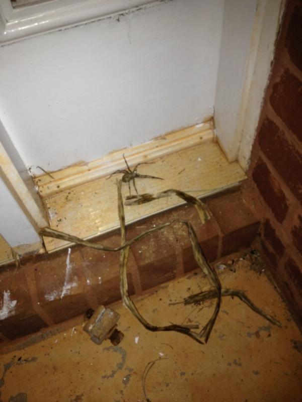 jessirose_13's tweet image. The fuuuu??#ismashedit