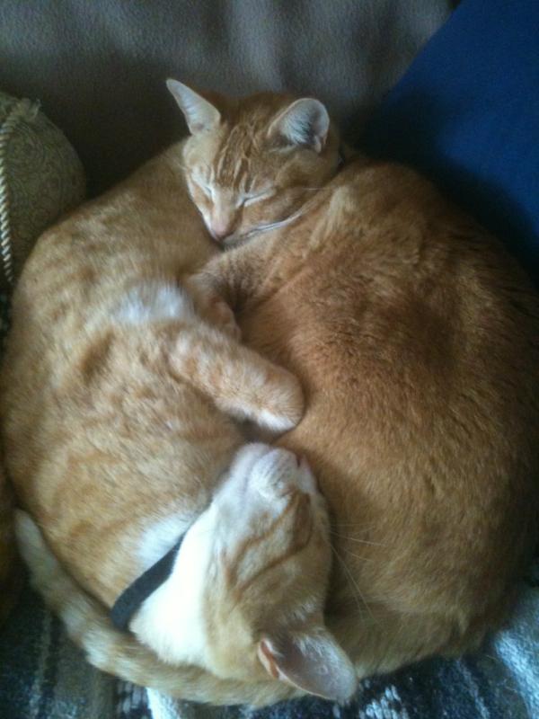 RealFratCat's tweet photo. @Jessewelle...CatBall style! #American Shorthair;) http://t.co/3VETk5D0