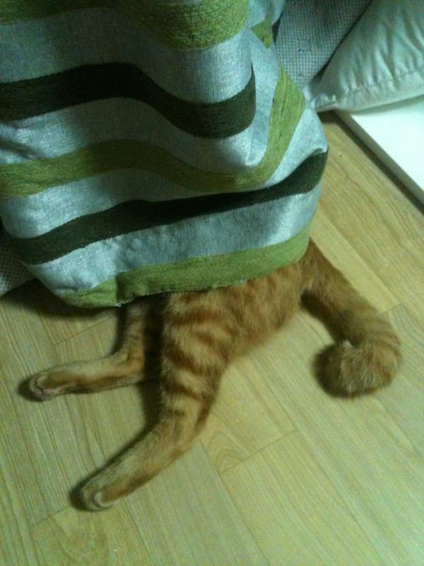 sooomeee2012's tweet photo. 반반. http://t.co/s7IPPOA4