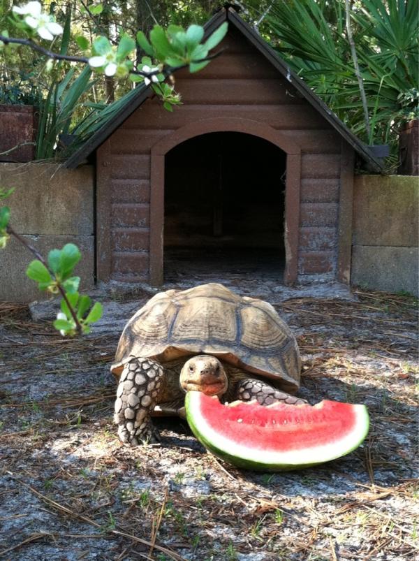 DaPhotog's tweet image. Had to share this with you...
This is my little boy Godzilla!