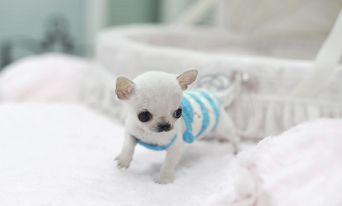 Omg i got a little girl soooooooooooo desperate for one of these!!! Don't think so £5,500!!!!!!!!!