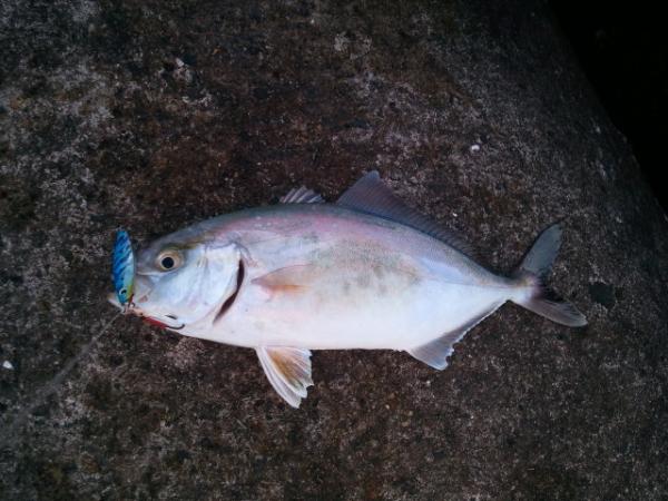 777Seabass's tweet photo. ショゴ釣れてます！ http://t.co/mxDIvda7