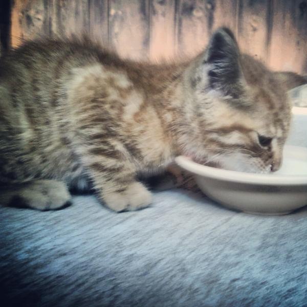 LizMariea's tweet photo. I've saved a life. We call that life Figaro. #healthofficesuccess http://t.co/6cFYz7h