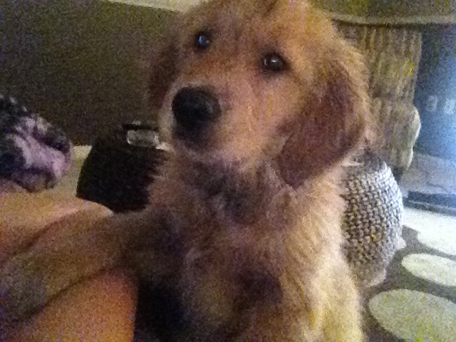 Winston's begging for my Pb and jelly http://t.co/1kAwumZ3