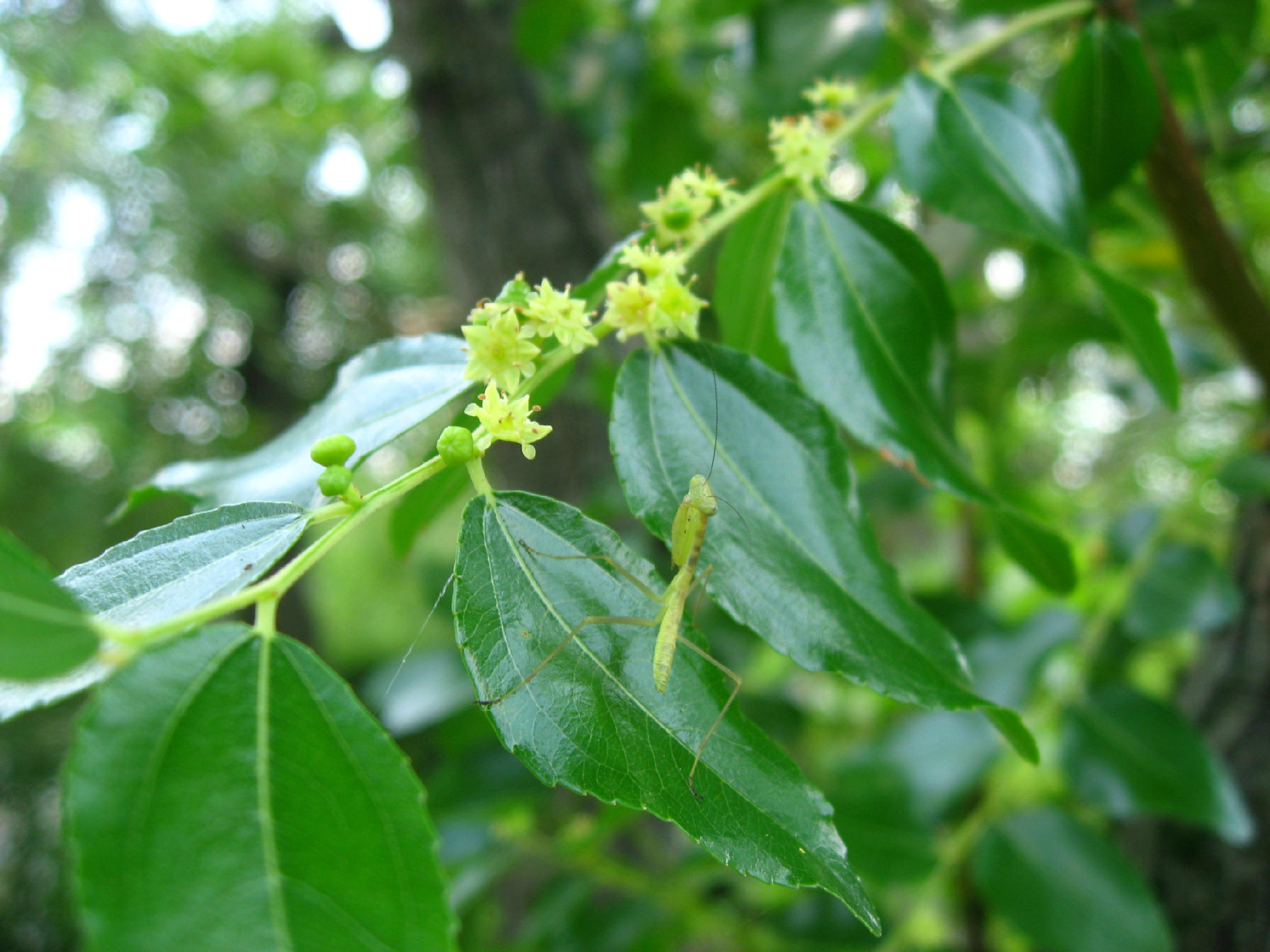 東谷山フルーツパーク 淡い黄色のナツメの花 芽吹きの春なのに芽が出ないと言ったら 夏芽 なつめ だからね と教わったナツメ エジプトのおみやげで タネをくりぬいたドライナツメの芯にピスタチオを差し込んだおやつ おいしかったなぁ 芝生広場
