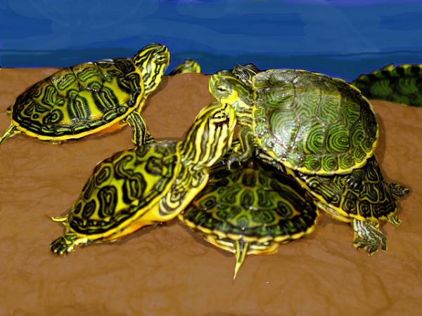 TurtleItUp's tweet photo. #loveit #baby #turtles http://t.co/9aXSsUZB
