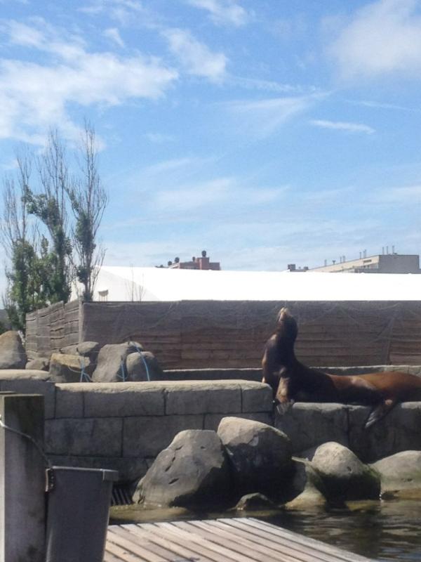 SEA LIFE Bl'berge tweet media