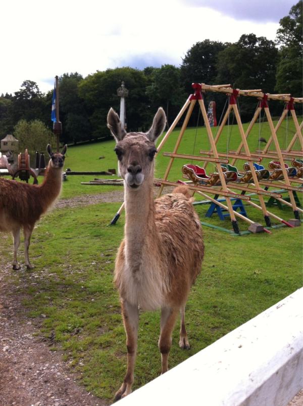 onedirection's tweet image. 1DiLlarma  - Harry .x