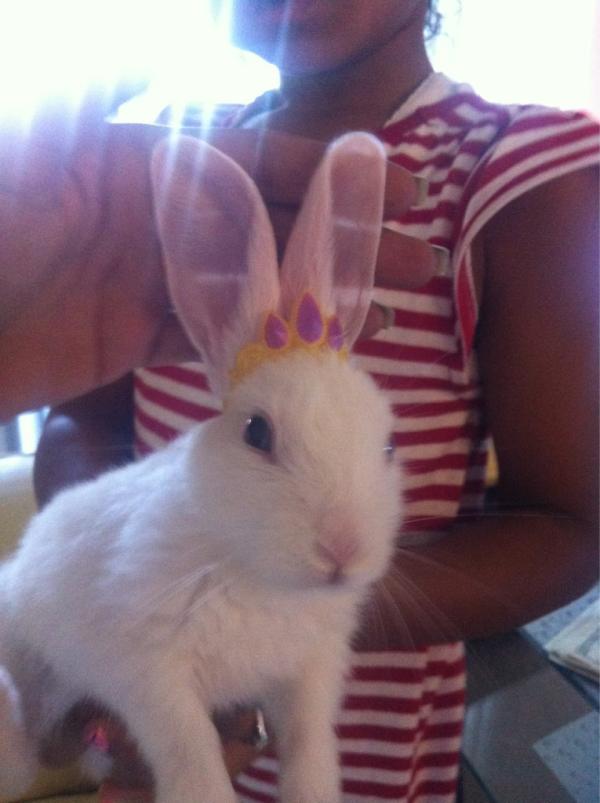 Emilycash22's tweet photo. queenie bunny 🐇 http://t.co/pZITqOVp