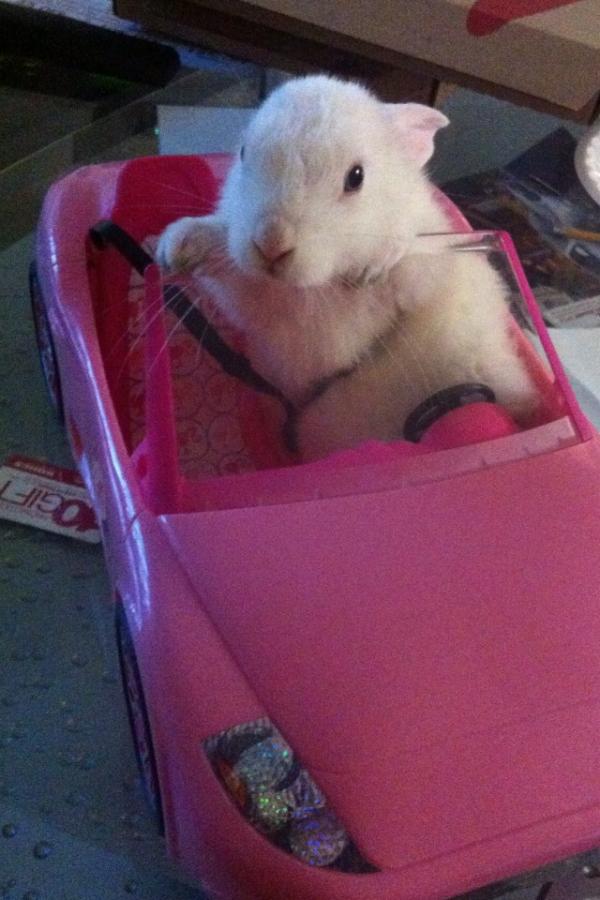 Emilycash22's tweet photo. bad bitch bunny 🐇 http://t.co/PlsbZmYL