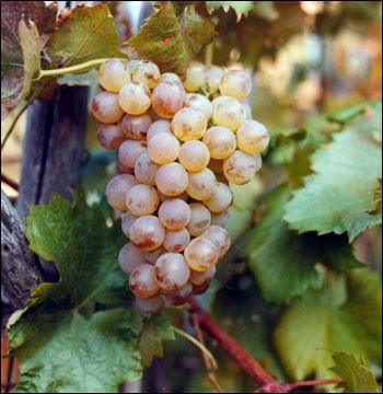 #wine101 Pigato is a white Italian grape varietal frm Liguria-makes wines that r aromatic w/a distinctive, salty tang