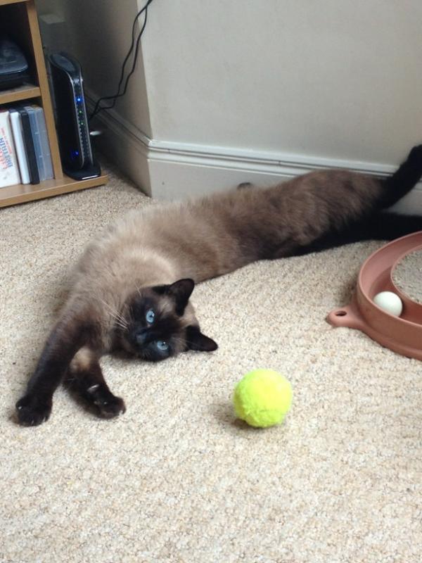 QueenMushy's tweet photo. It's very important to stretch when you do exercise http://t.co/bPeSe6PF