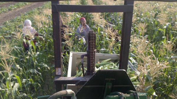 farmerdave93's tweet image. @jake_schaefer25 yyou know me #boss #tractoroperator