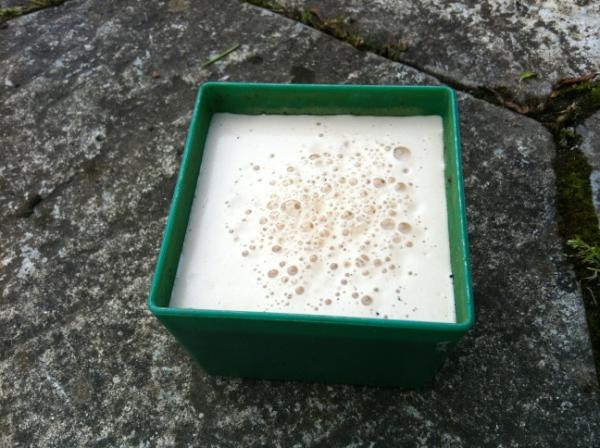 The Beer Snail Trap experiment. Part 1; place the beer trap in the open. This was the middle of the patio.