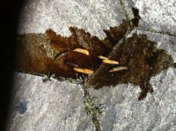 Part 3; Result. Amazing what 3-year-old Guinness can do.