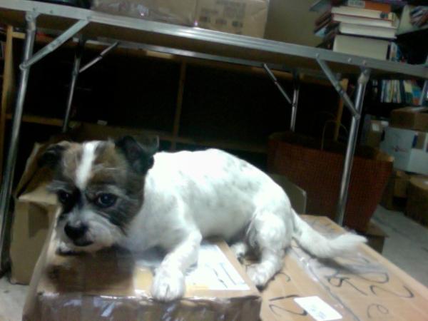Reggie keeping guard over some of the 500 books for for Reach Out and Read in Portland, CT. reachoutandread.org/cgi-bin/ct.pl