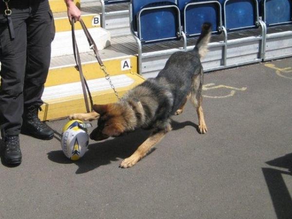 WMerciaPolice's tweet photo. RT @harty0771: @wmerciapolice Mario the Police Dog has such good ball control #warriorinthemaking http://t.co/iHOKftsp