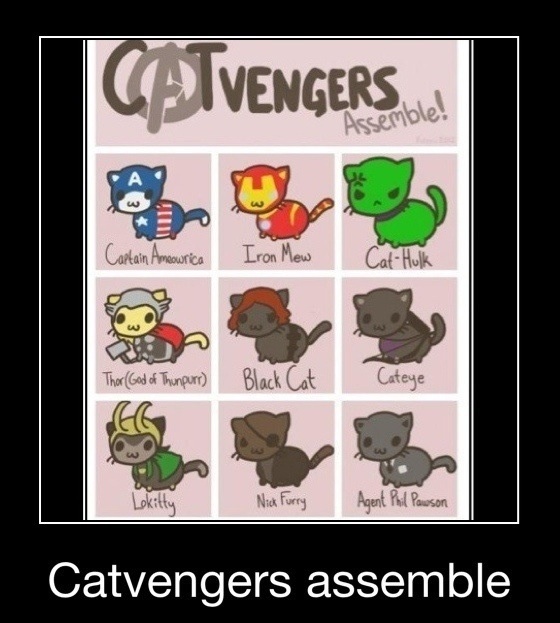 RealFratCat's tweet photo. Catvengers assemble! http://t.co/FEzmAUkt
