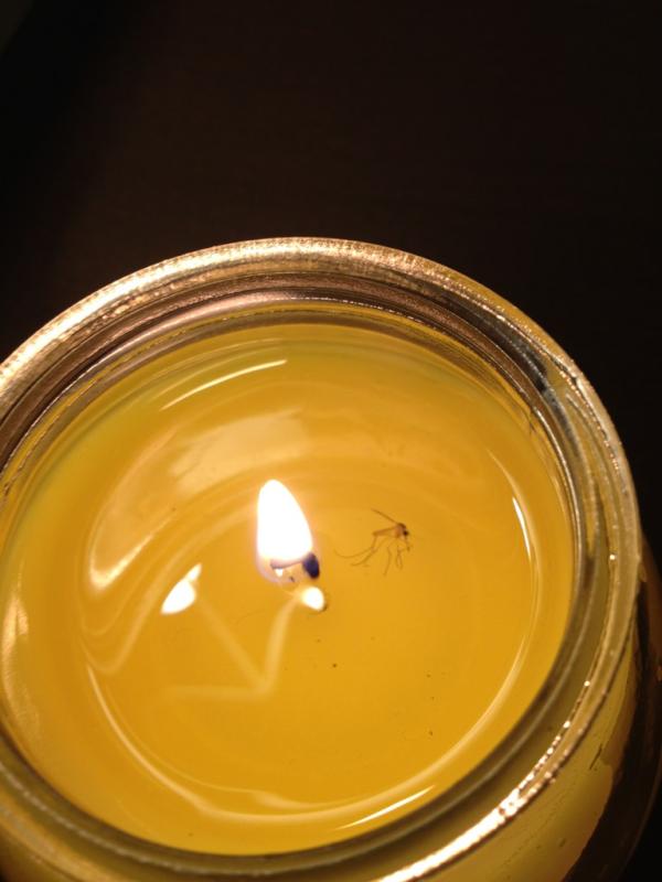 margarufa's tweet photo. Las velas antimosquitos funcionan al revés.... http://t.co/DPHhgbWC