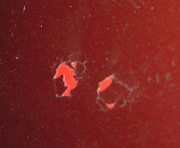 CarCleaningCorr's tweet image. Lakschade door vogelpoep, te voorkomen door een #Waxoyl behandeling uit te laten voeren!