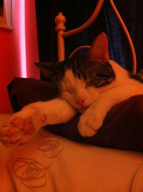 snippss's tweet image. I love my kitty