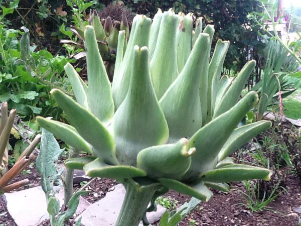 CabanasPastores's tweet photo. Se me antoja una Cynara cardunculus var. scolymus, digo, una alcachofa de la hortaliza... http://t.co/f3l40k2t